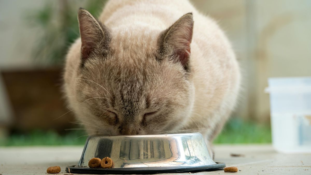 30 Foods That Are Dangerous for Cats to Eat