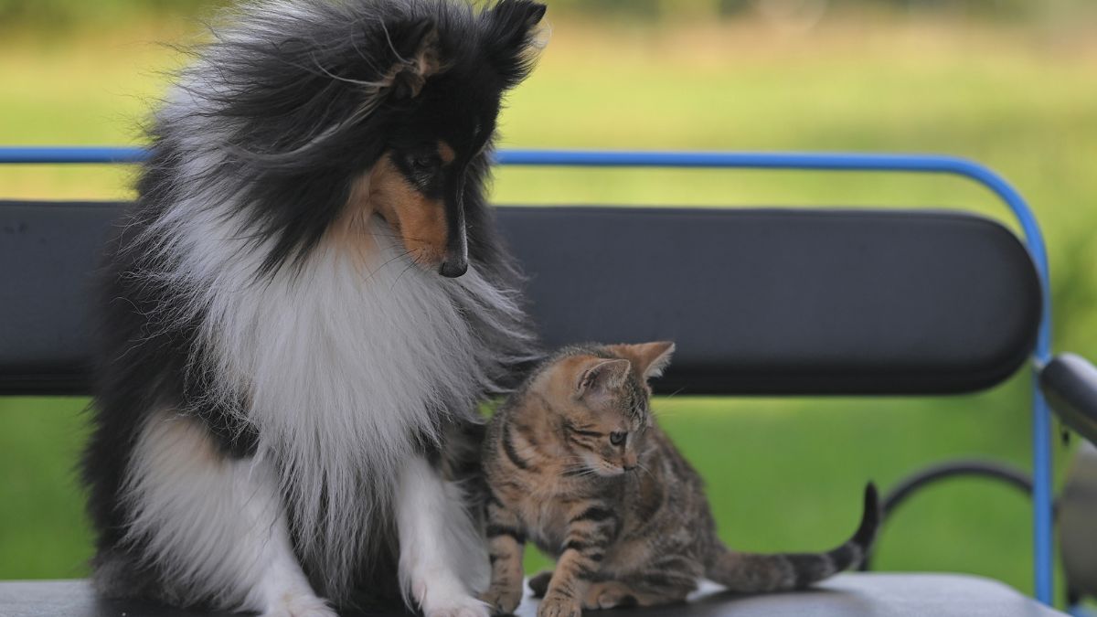 Cat Breeds That Get Along Best With Dogs