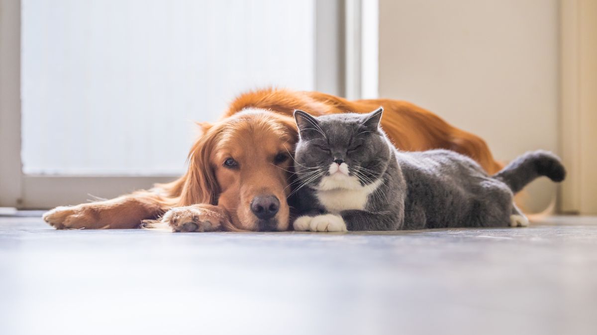 Which Pet Will Actually Help You in a Pinch: A Dog or a Cat? Science Has a Clear Answer
