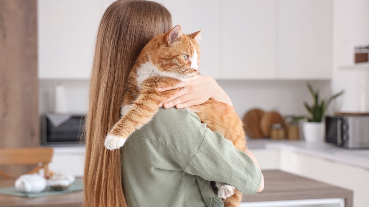 The Best Cat Breeds for First-Time Owners