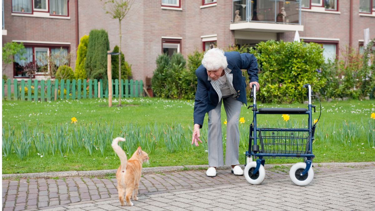 The Best Cat Breeds for Seniors Living Alone