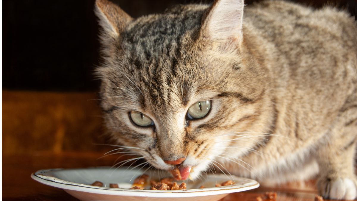 30 Foods That Are Dangerous for Cats