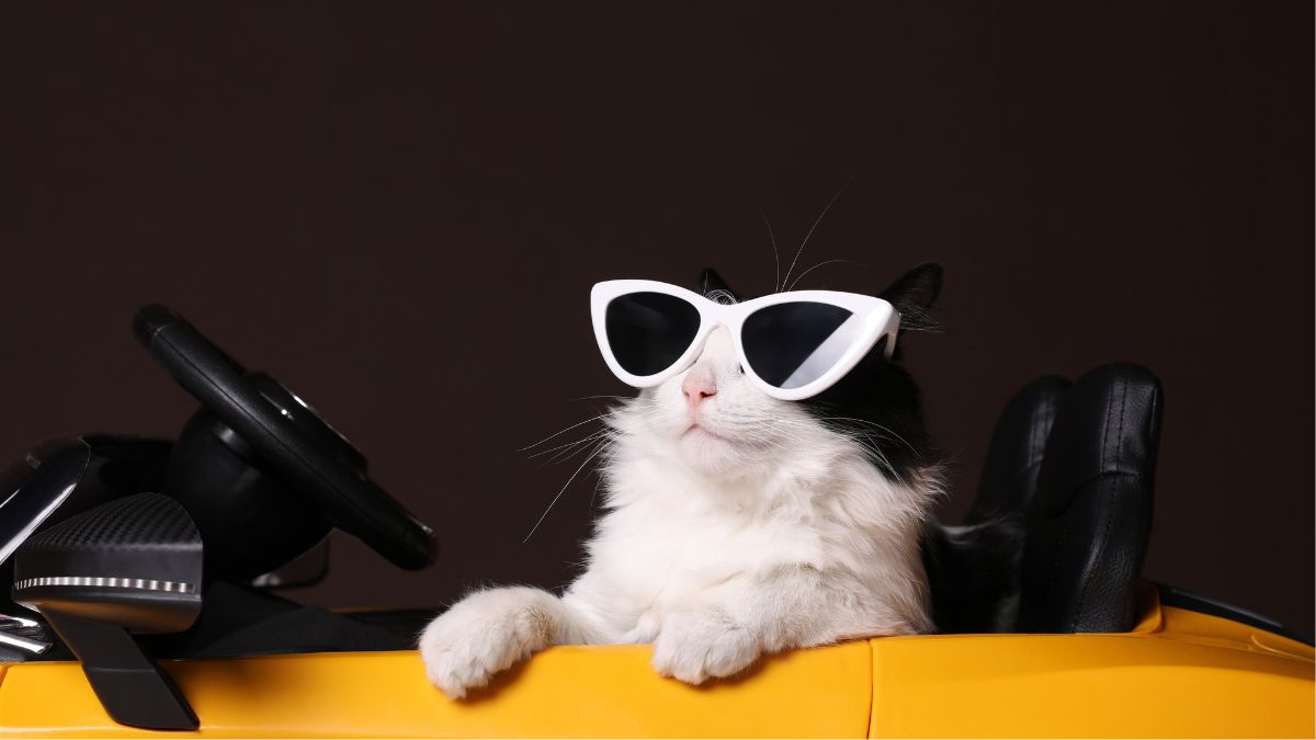 How to Help Your Cat Feel Less Stressed During Car Rides