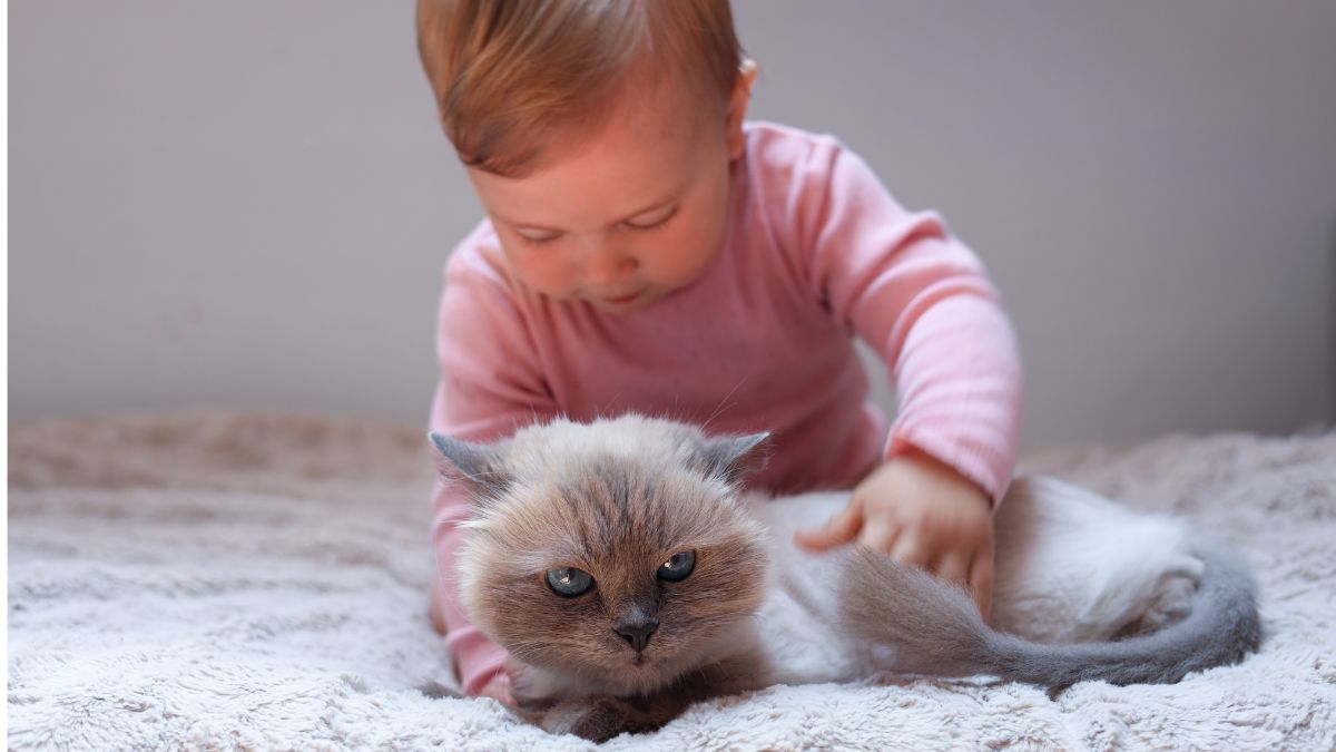 The Best Cat Breeds for Families with Toddlers
