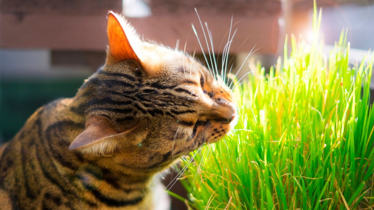 35 Indoor Plants That Are Safe for Cats and Dogs