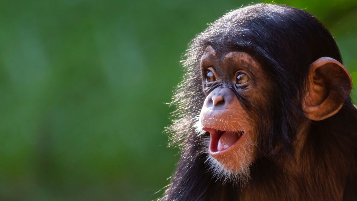 Surprisingly Intelligent Animals That Are Smarter Than a Toddler