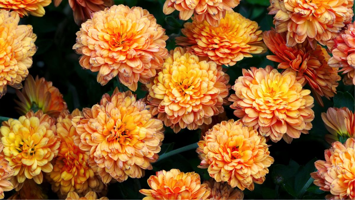 Houseplants That Are Actually Making Your Allergies Worse