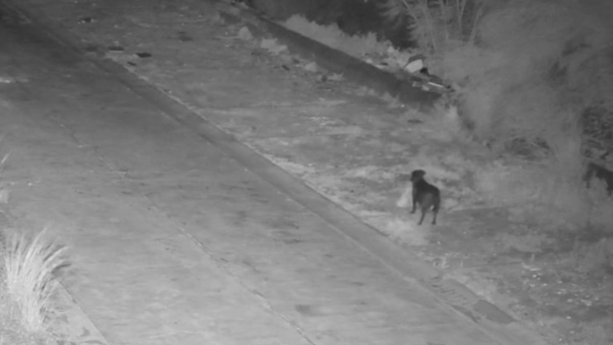 A Dog Was Caught on Camera Dumping Trash and the Owner Got Fined for It