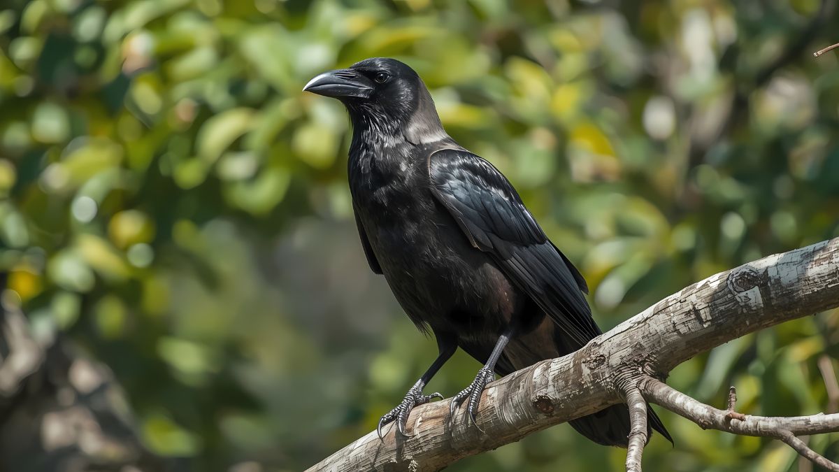 Animals That Have a Completely Different Reputation in Other Cultures