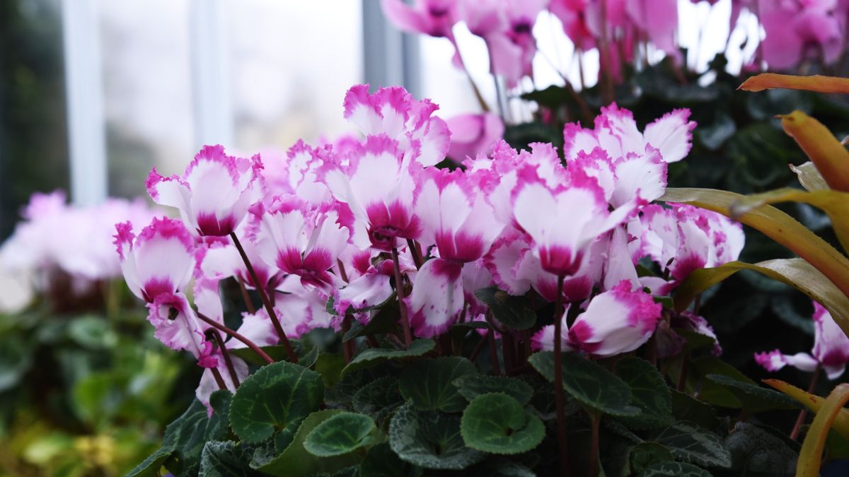 Common Houseplants That Could Be Fatal to Your Indoor Cat