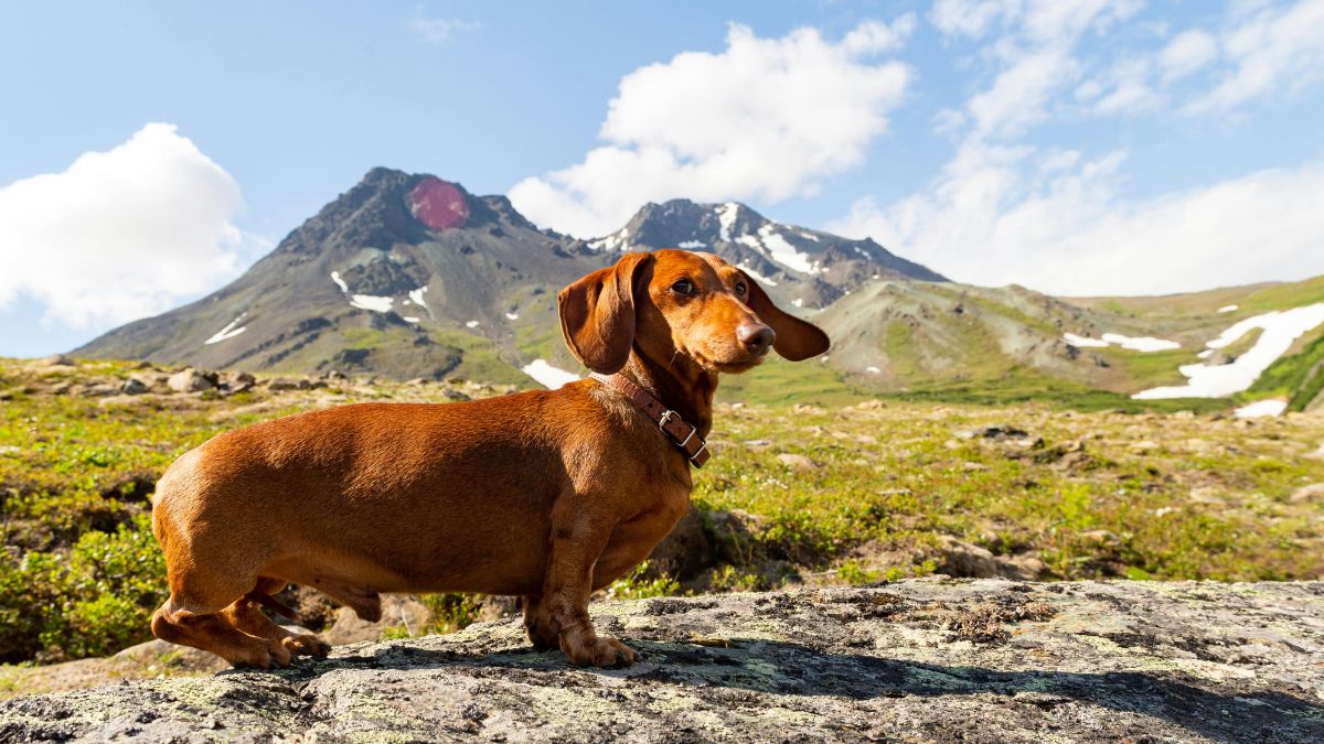 A Dog Trainer Revealed the 3 Most Popular Breeds That Are Hardest to Train