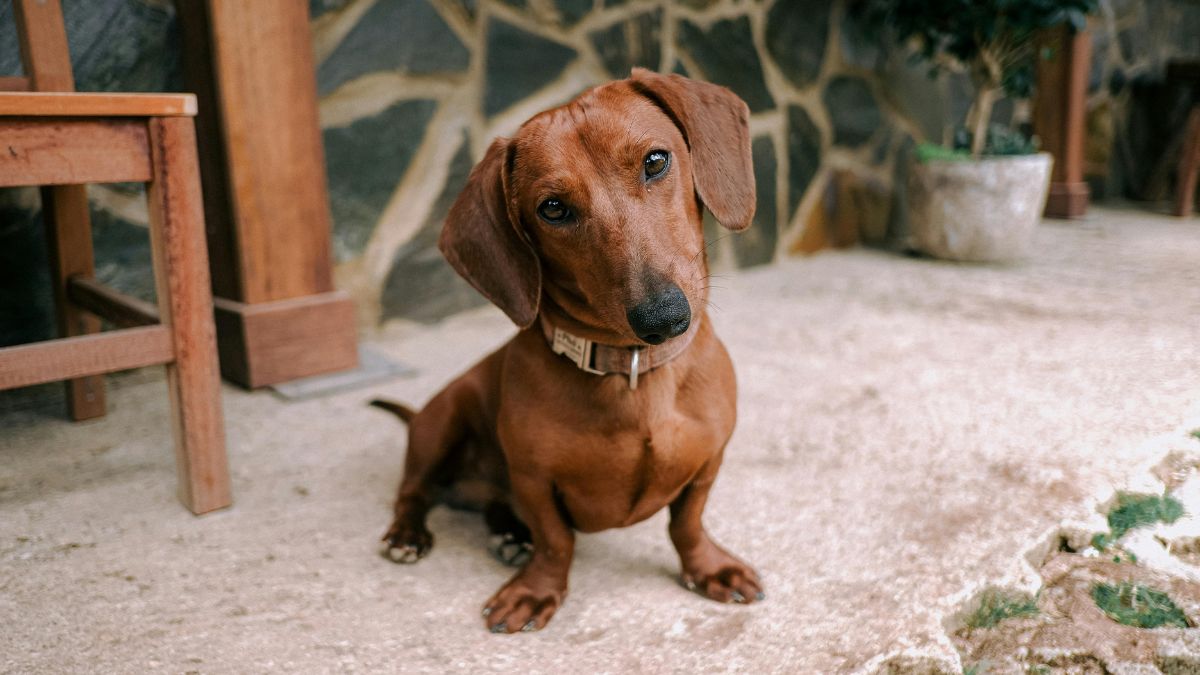 30 Dog Breeds That Are Perfect for People Who Work All Day