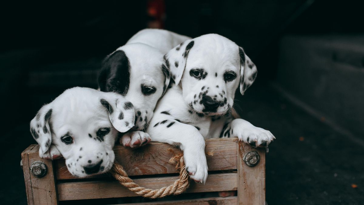 The Best Dog Breeds for Hot Climates