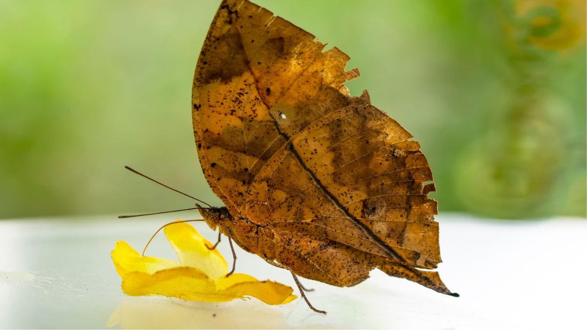 Mind-Blowing Ways Animals Camouflage Themselves in the Wild