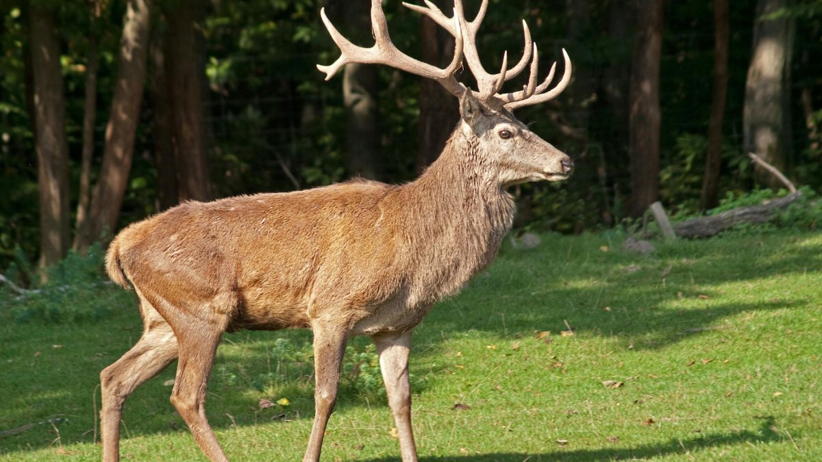 Innocent Wildlife You Should Never Feed Under Any Circumstances