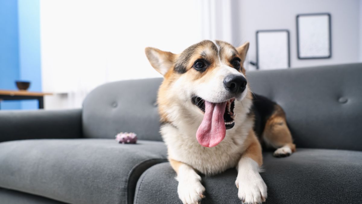 The Quietest Dog Breeds Perfect for Apartment Living