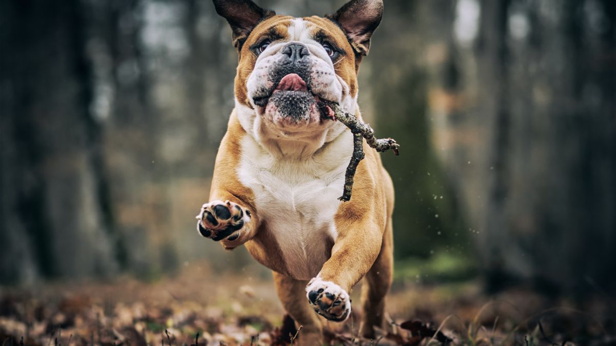 Dog Breeds That Live the Longest and Healthiest Lives