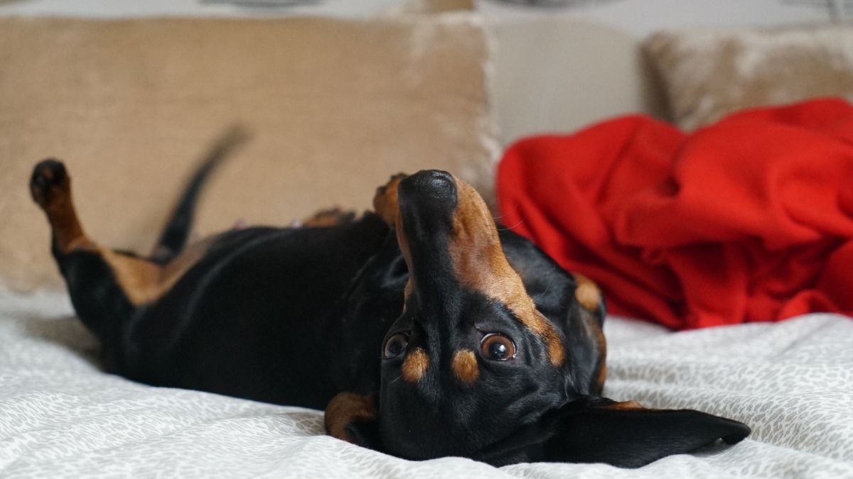 Here Is What It Really Means When Your Dog Sleeps on Their Back