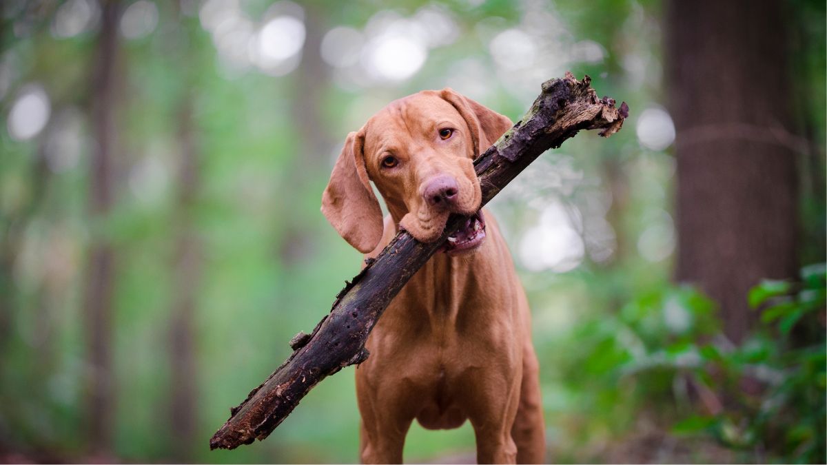 Ways Your Pet’s Behavior Is Revealing Problems in Your Own Life