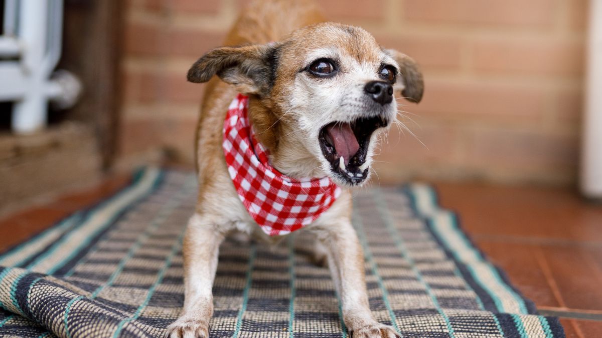 25 Dog Breeds That Are Notorious for Barking