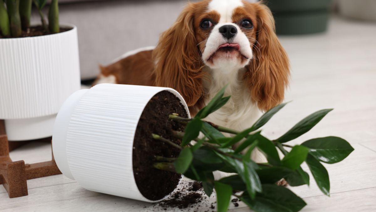 25 Indoor Plants That Improve Air Quality and Are Safe for Pets