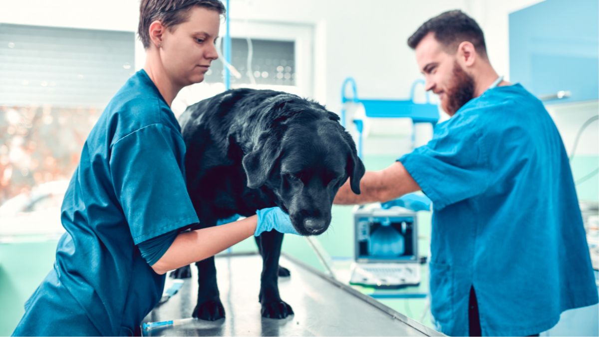 Subtle Signs Your Dog Is Actually in Pain and Hiding It