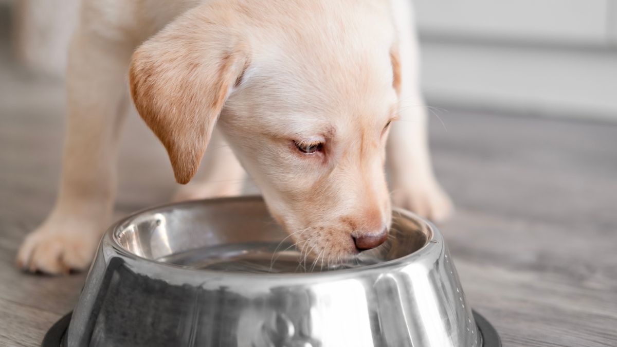How to Tell If Your Pet Is Getting Enough Water Each Day