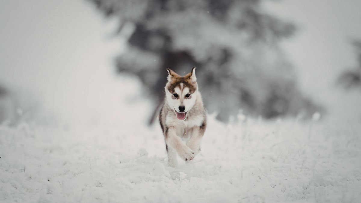 The Best Dog Breeds for Cold Climates