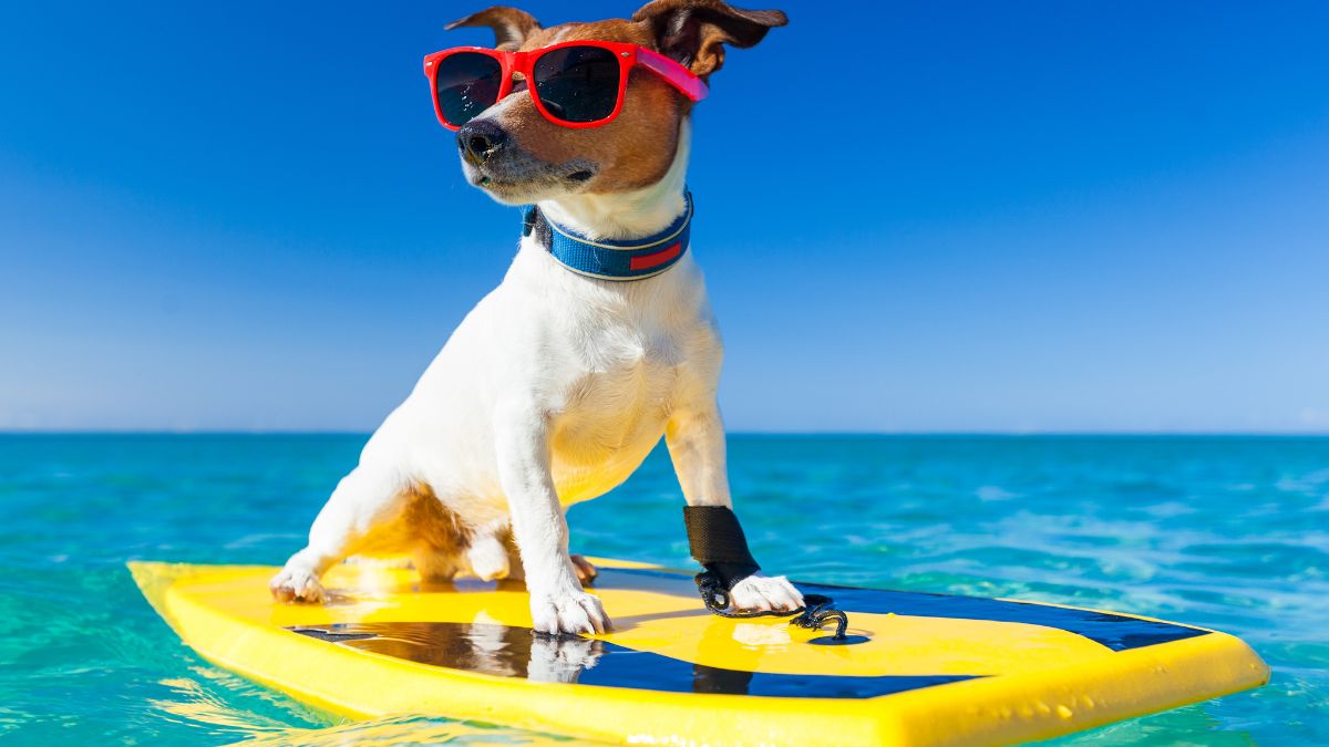 The Best Dog Breeds for Hot Weather Climates