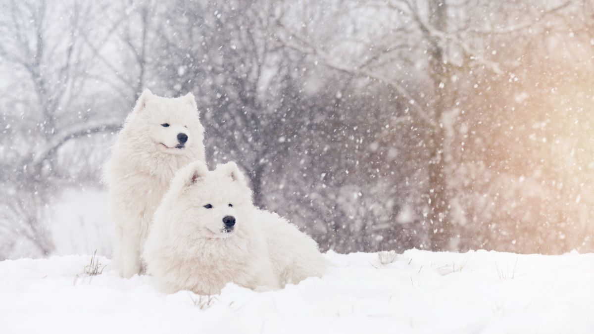 The Best Dog Breeds for Cold Weather Climates