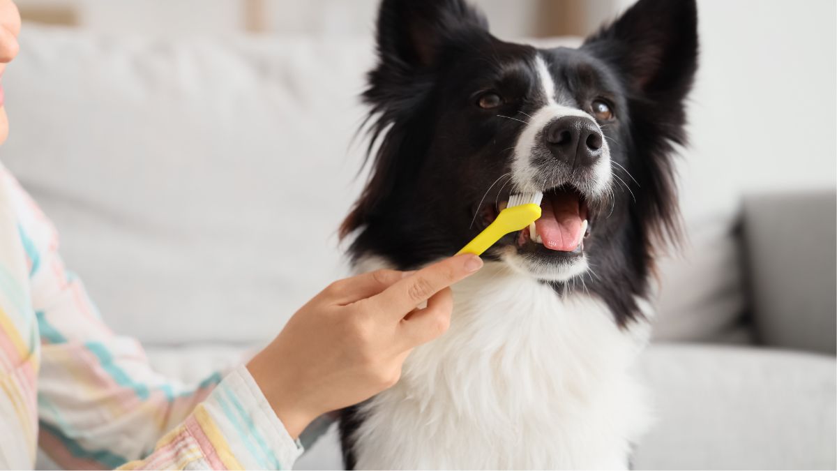 Veterinarian Tips: How to Keep Your Dog’s Teeth Healthy and Clean