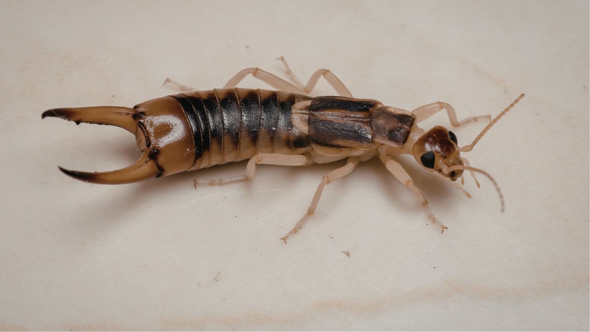 Household Pests That Are Actually Beneficial to Your Home