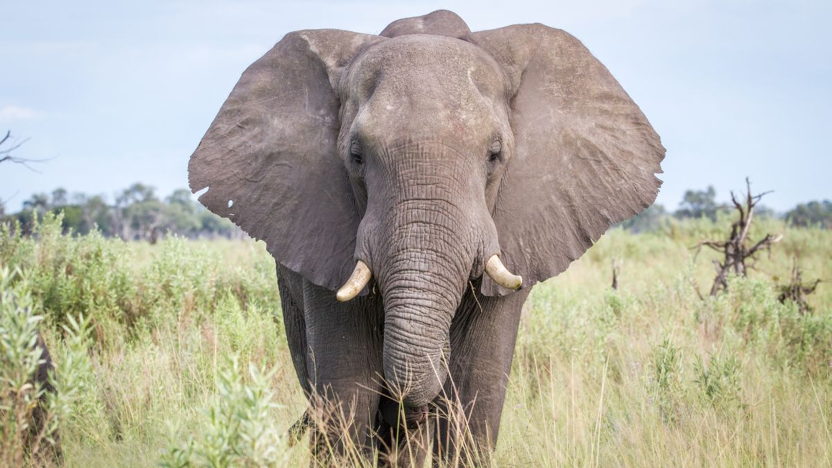 Animals You Think Are Slow but Are Actually Lightning Fast