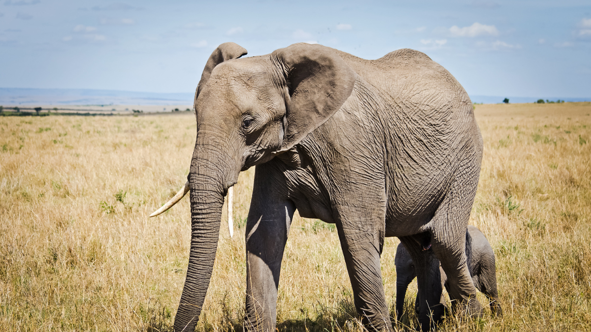 Wild Animals That Are Surprisingly Friendly Towards Humans