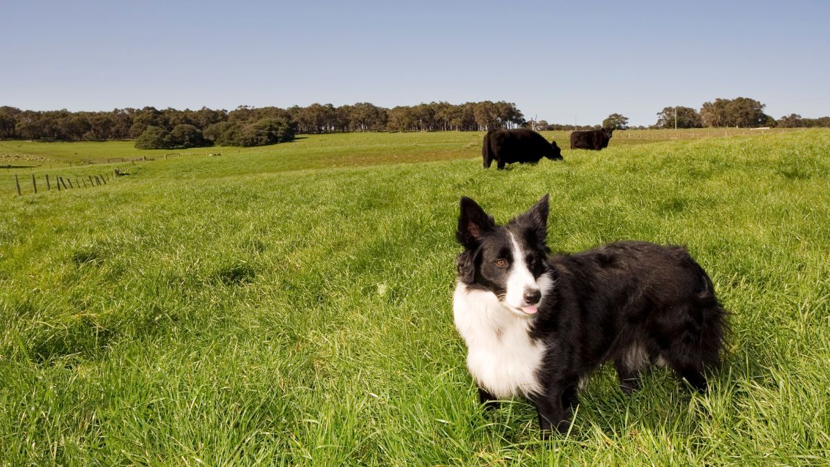 The Best Dog Breeds for Living on a Farm