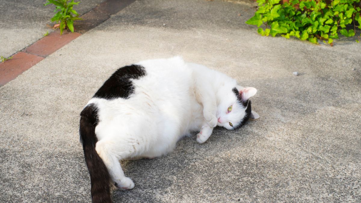 How Common Is Obesity in Pets and Where Do Owners Go Wrong Most Often