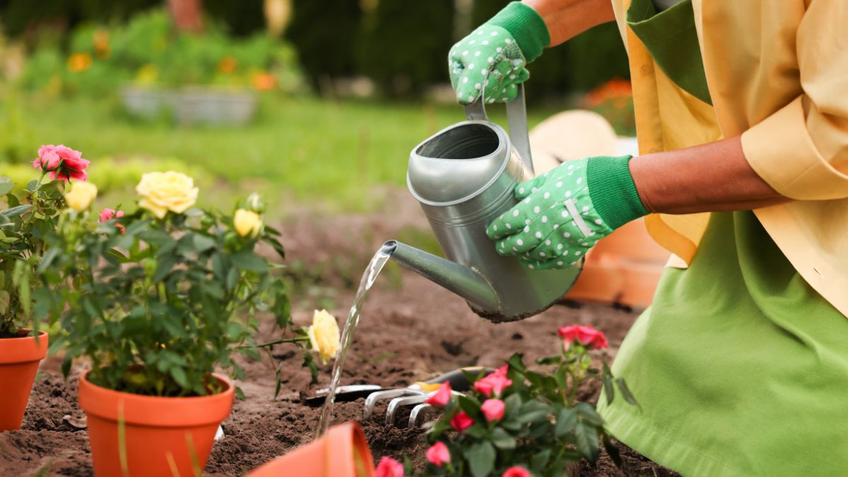 Silent Red Flags in Your Gardening Routine That Kill Plants Slowly