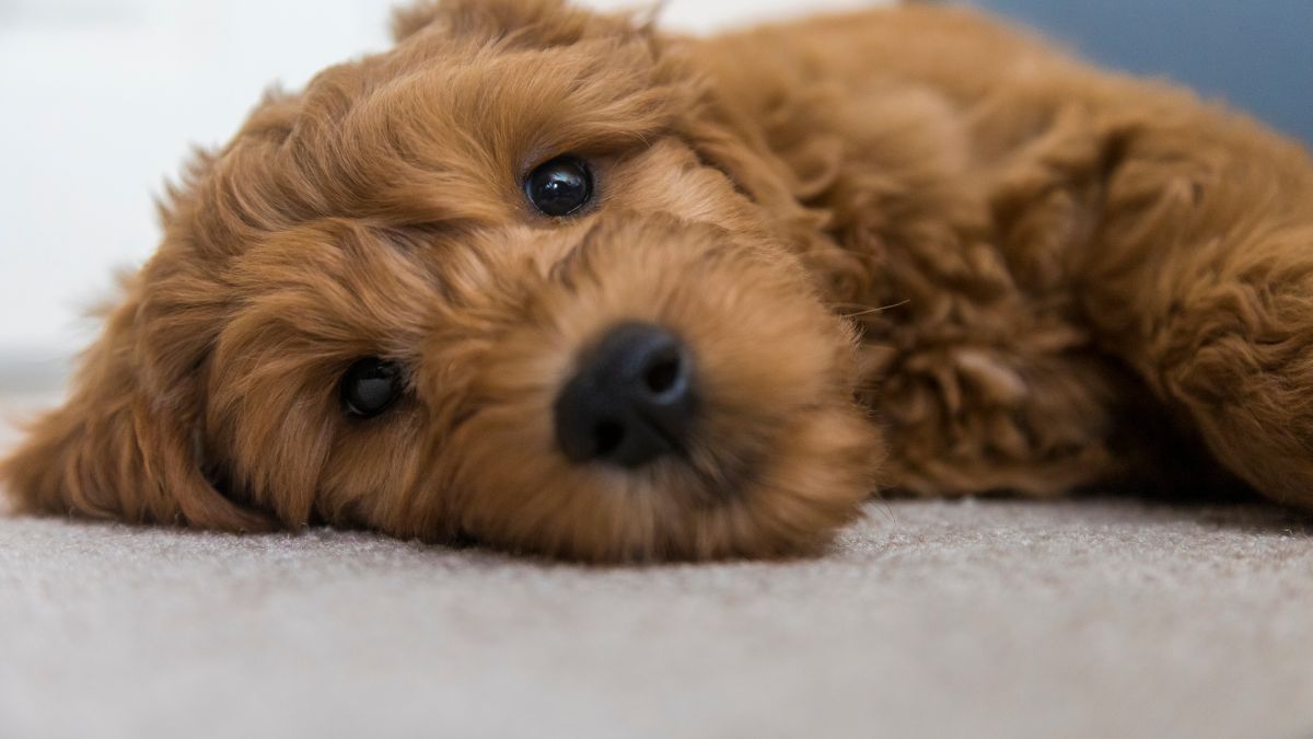 The Best Dog Breeds for People With Allergies