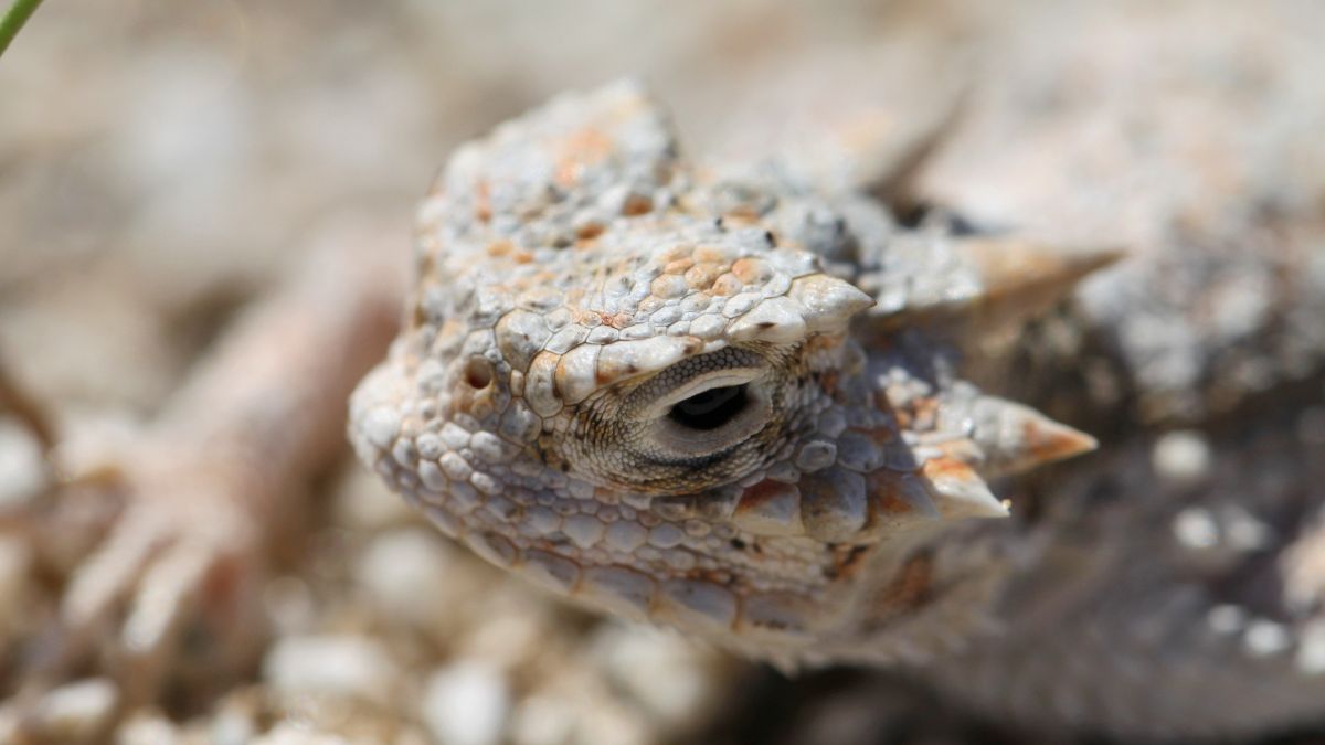 25 Bizarre Defense Mechanisms Animals Use to Survive