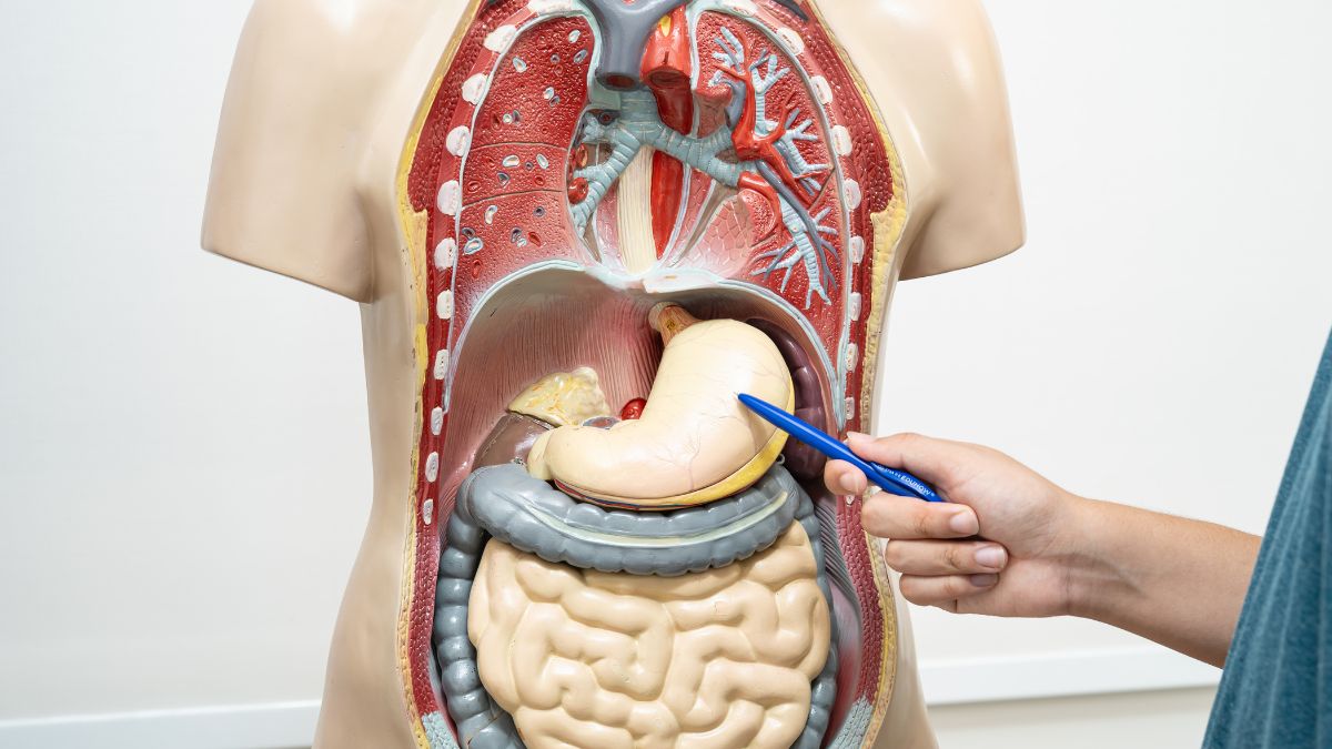 Common Myths About the Human Body You Still Believe