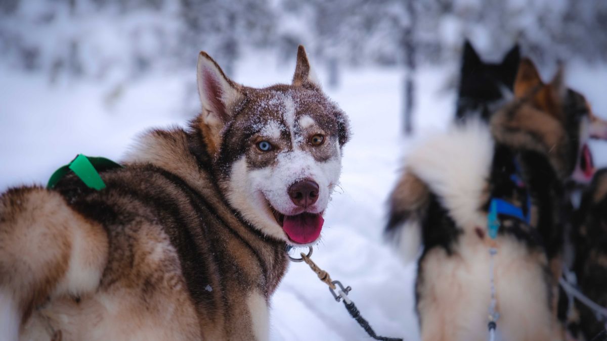 The Best Dog Breeds for Hiking and Outdoor Adventures
