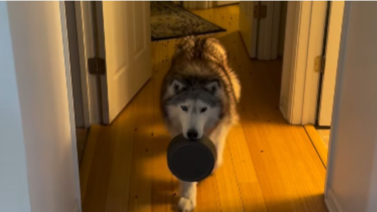 A Clever Husky Tried to Dine Outdoors but Her Plan Fell Apart