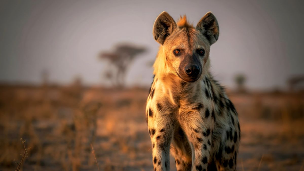 Surprising Reasons Why Certain Wild Animals Are Terribly Misunderstood