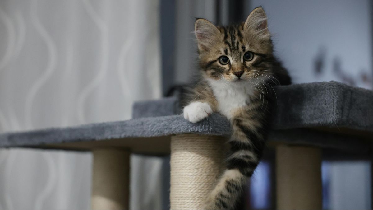 Things You Are Doing That Confuse Your Indoor Cat