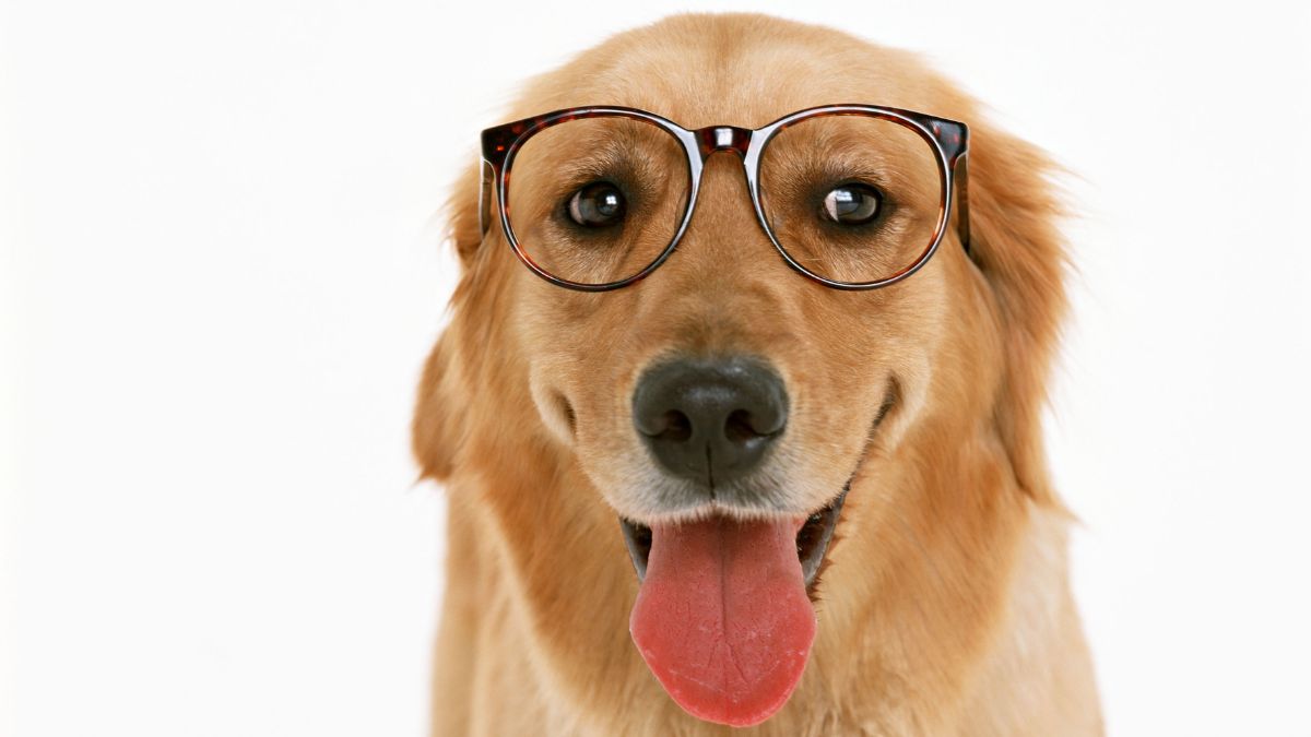 The Most Intelligent Dog Breeds That Are Easy to Train
