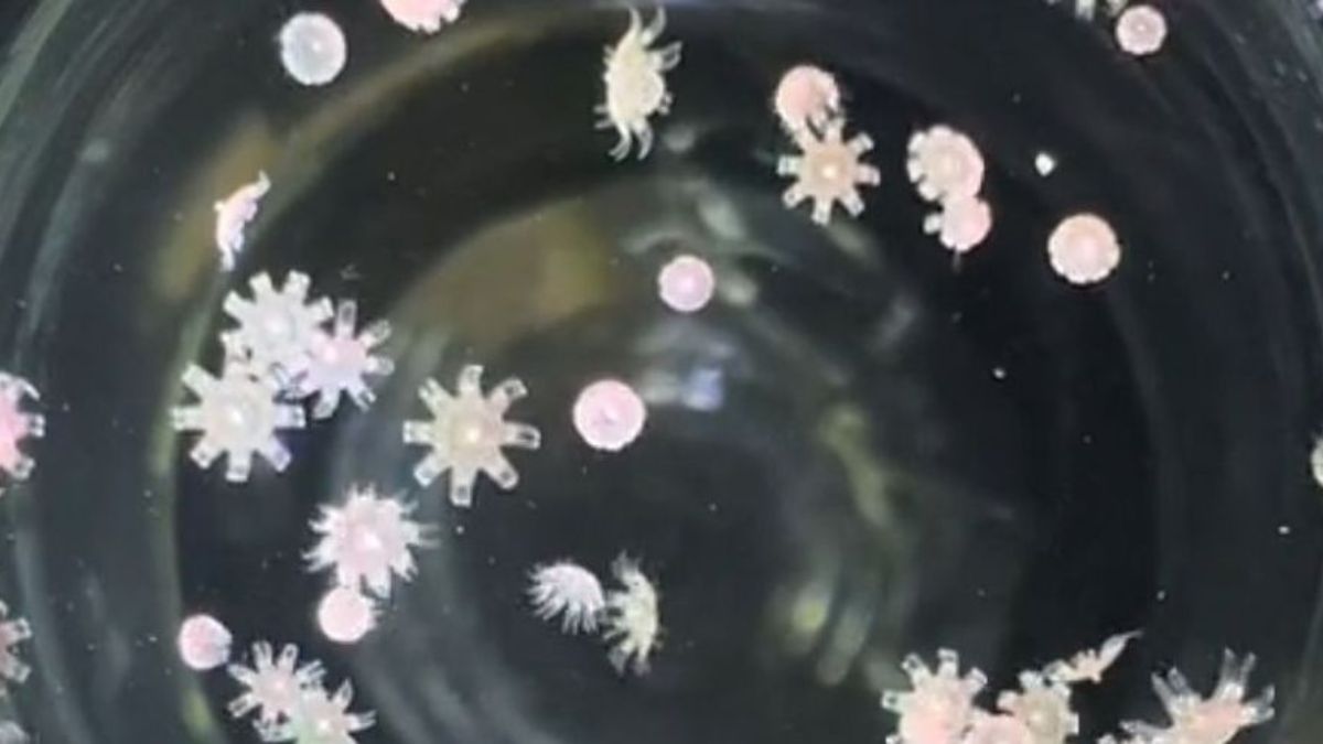 Tiny Jellyfish Babies Take Over the Internet and Delight Viewers Who Had Never Seen Them Before