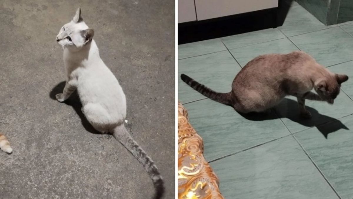A Woman Adopted a White Kitten and Was Stunned to Watch Her Turn Gray Over Three Years