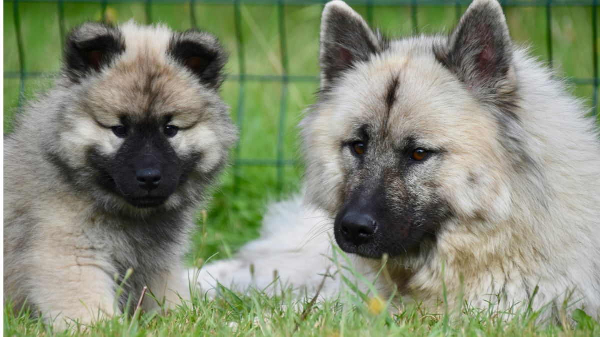 20 Dog Breeds That Are Surprisingly Good Watchdogs