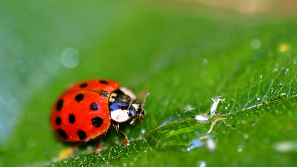 Creepy Crawlies in Your Home That Are Actually Keeping You Safe