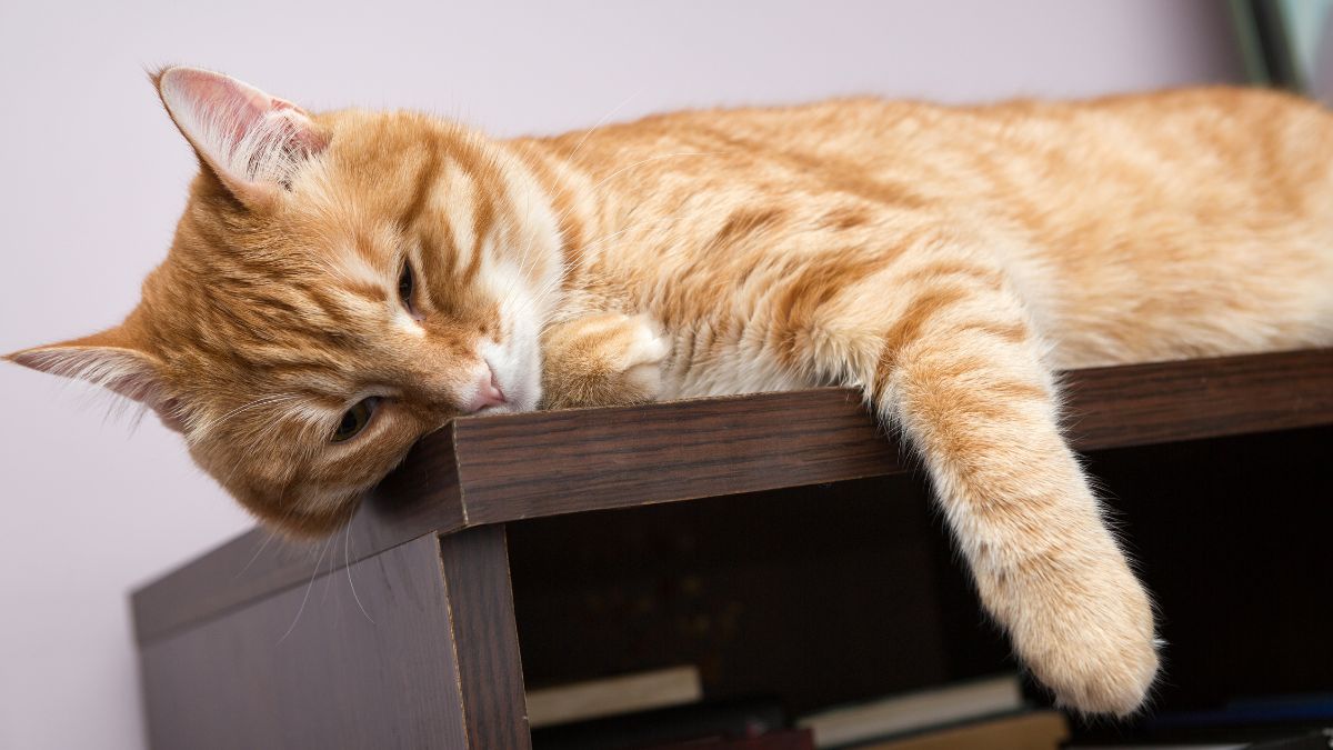 Cat Breeds That Are Known for Being Lazy and Laid Back